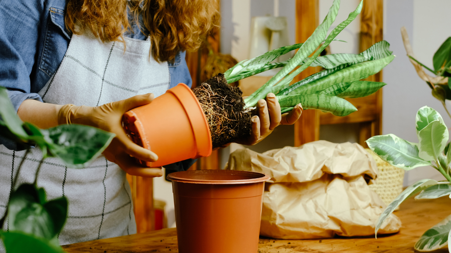 Plant Installation